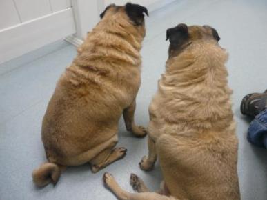 rosco and pugley 2