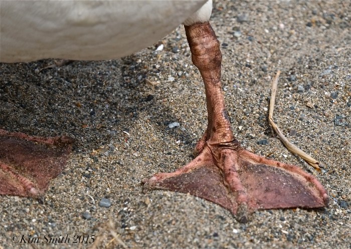 Swan foot ©kim Smith 2015