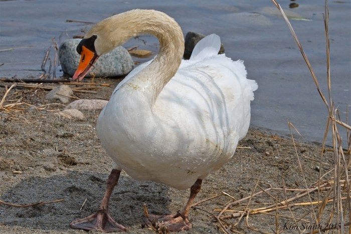 Swan Male Cob Cape Ann ©Kim Smith 2015