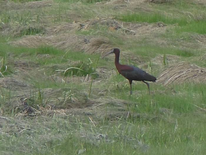 10494335_909423705768137_2435494111053810940_o