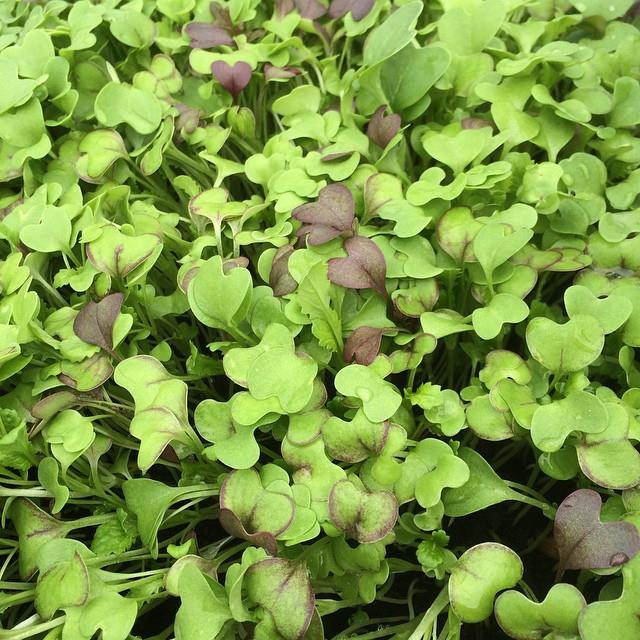 11215070_671064919664012_6410038904353535964_n