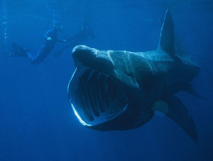 790px-Basking_Shark