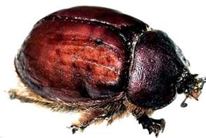 cochineal-insect