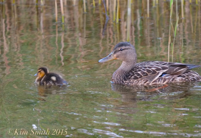 Female Mallard and Duckilng -1 ©Kim Smith 2015