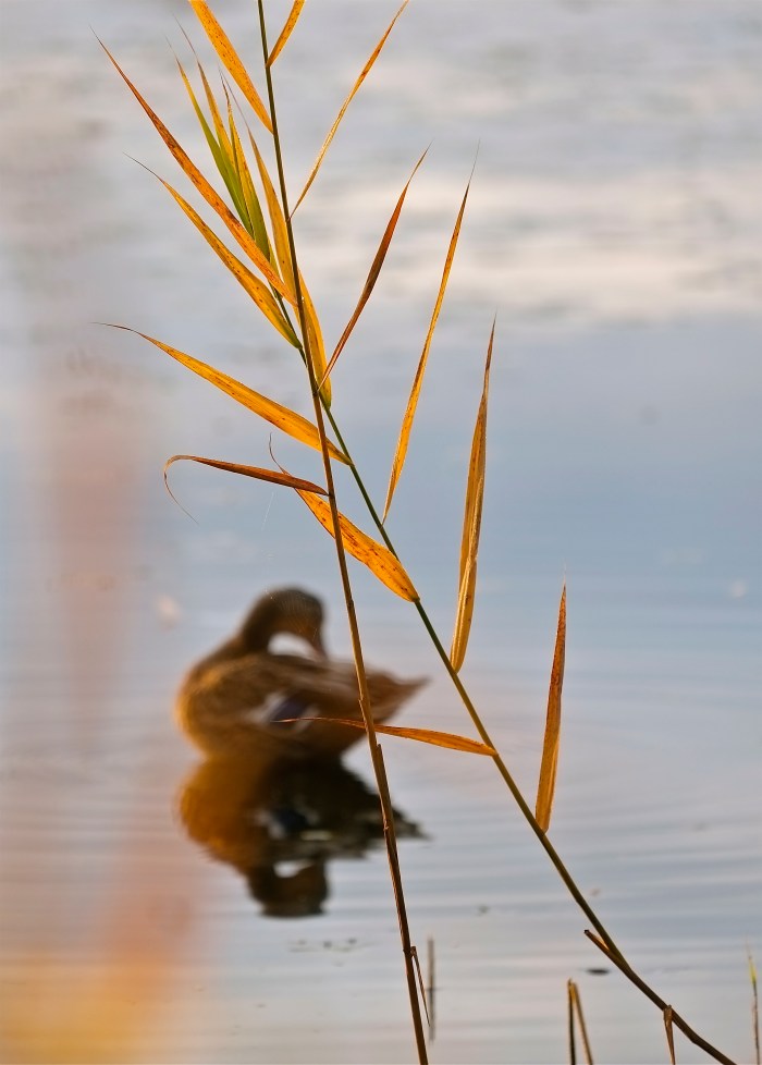 Female Mallard Duck Niles Pond ©Kim Smith 2013