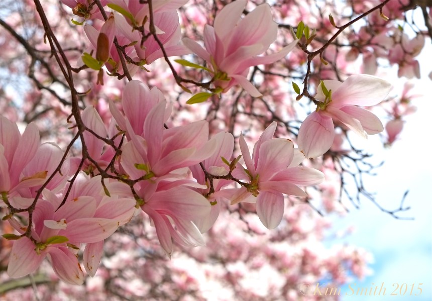 Magnolia soulangeana ©Kim Smith 2015