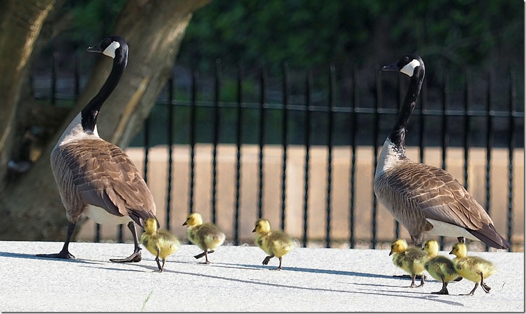 Make way for goslings