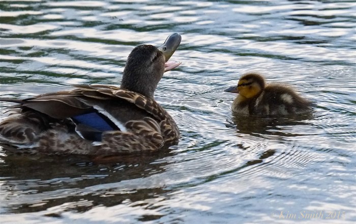 Mallard female Duckling ©Kim Smith 2015