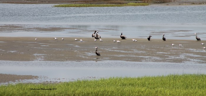 May 16, 2015 Happy Pelicans