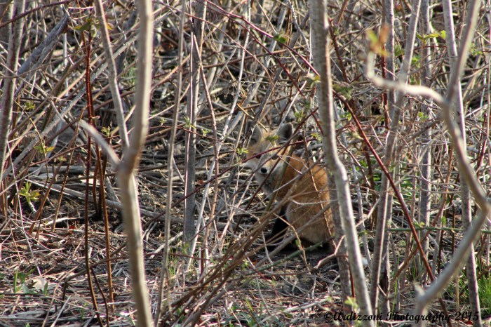 May 4, 2015 our new neighbor