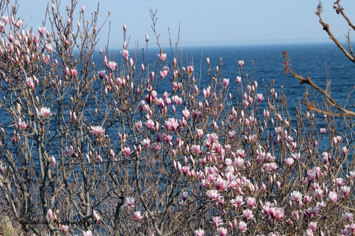 May 4, 2015 Spring blooming on Shore Road