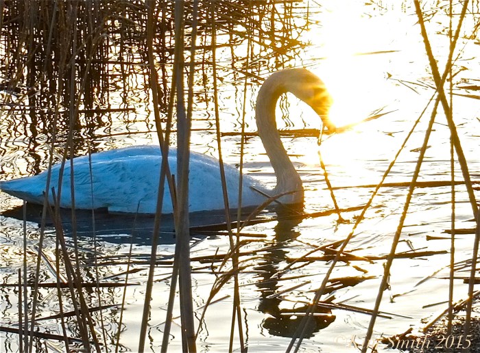 Mute Swan Cygnus olor ©Kim Smith 2015