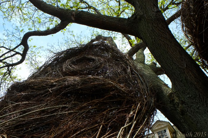Patrick Dougherty Stickwork Peabody Essex -10 ©Kim Smith 2015