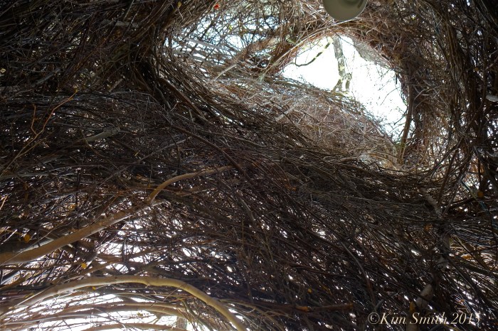 Patrick Dougherty Stickwork Peabody Essex -4 w ©Kim Smith 2015