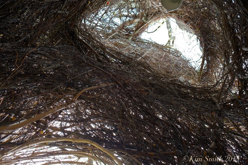 Patrick Dougherty Stickwork Peabody Essex -4 w ©Kim Smith 2015
