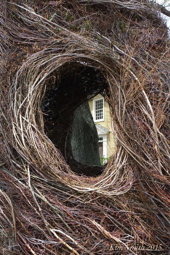 Patrick Dougherty Stickwork Peabody Essex -9 w ©Kim Smith 2015