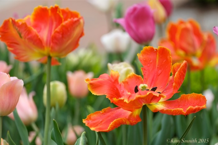 Tulip Garden Mary Prentiss Inn Cambridge -3 ©Kim Smith 2015