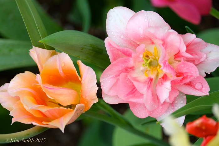 Tulip Garden Mary Prentiss Inn Cambridge -5©Kim Smith 2015