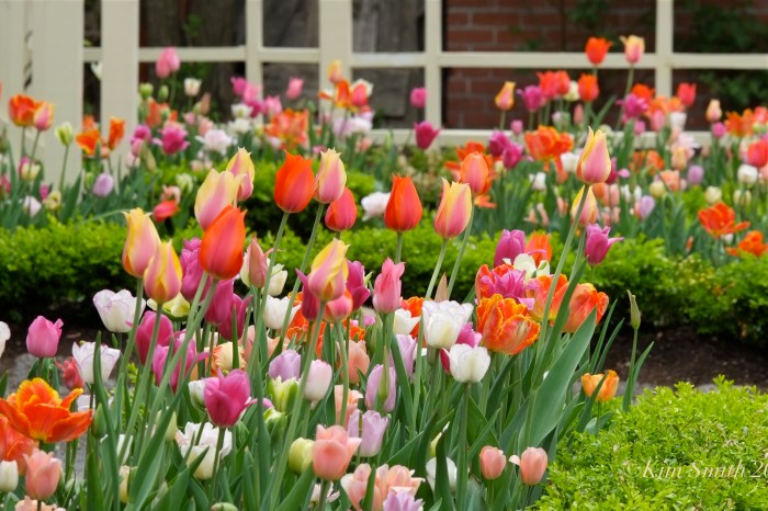 Tulip Garden Mary Prentiss Inn Cambridge -6 ©Kim Smith 2015