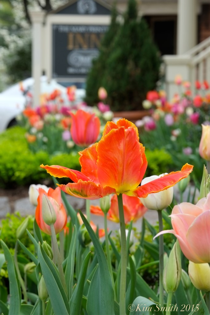 Tulip Garden Mary Prentiss Inn Cambridge -7 ©Kim Smith 2015