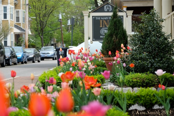 Tulip Garden Mary Prentiss Inn Cambridge ©Kim Smith 2015