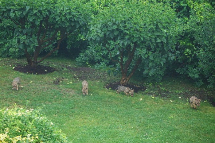 150621 Gloucester, Eastern Point, coyote pups (1a)
