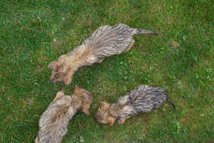 150621 Gloucester, Eastern Point, coyote pups (2a)