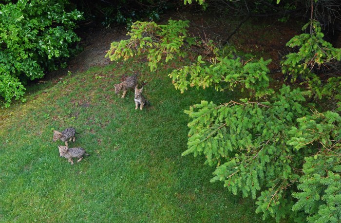 150621 Gloucester, Eastern Point, coyote pups (4a)