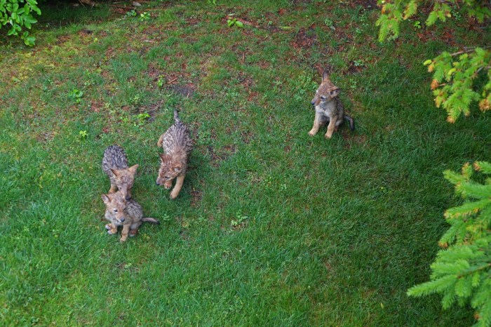 150621 Gloucester, Eastern Point, coyote pups (5a)