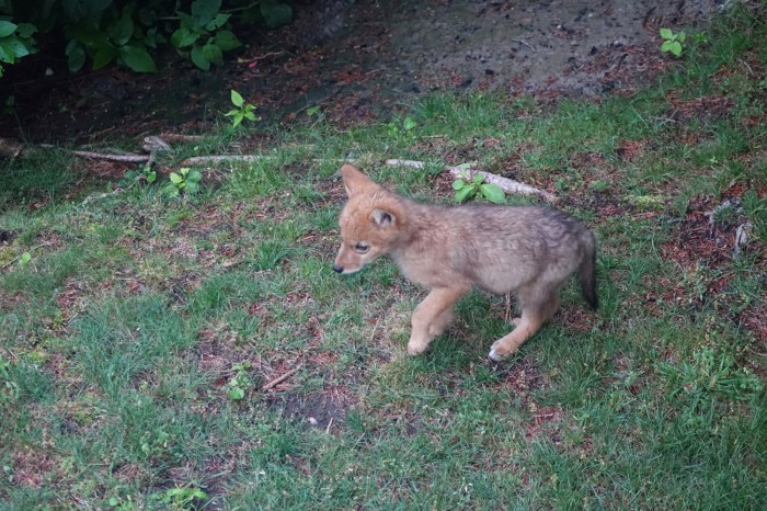 150621 Gloucester, Eastern Point, coyote pups return (7a)