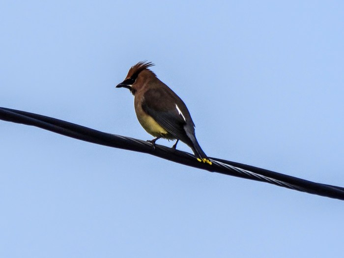 cedar waxwing