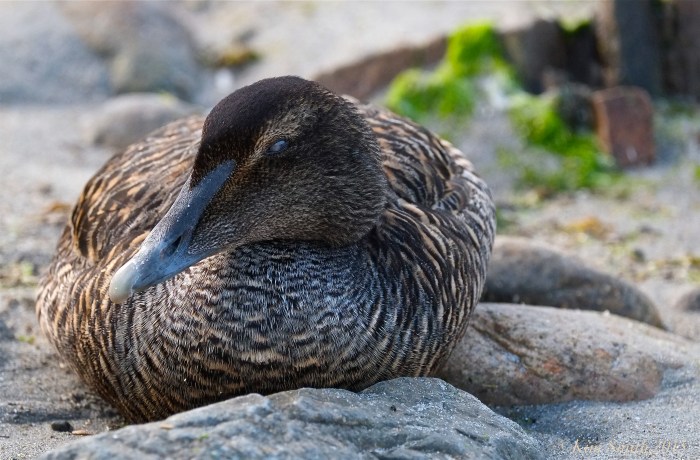 Female Common Eider Rockport Massachusetts ©Kim Smith 2015