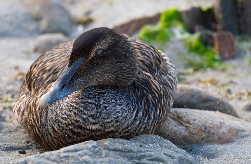 Female Common Eider Rockport Massachusetts ©Kim Smith 2015