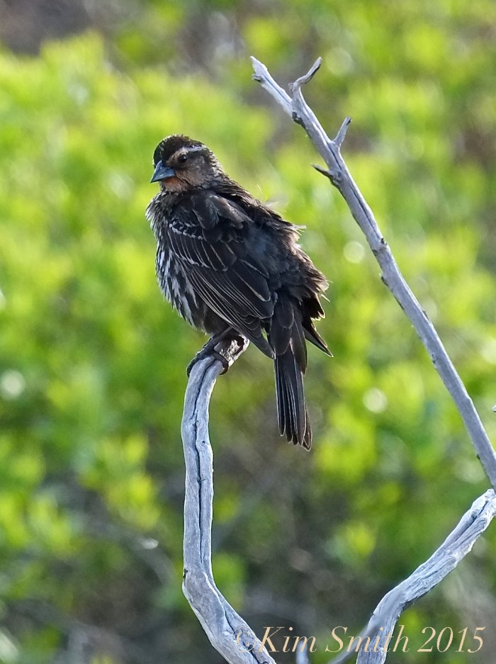 Female Red-winged Blackbird Massachusetts  -3©Kim Smith 2015