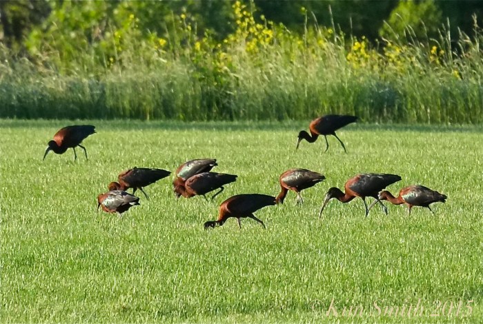 Glossy Ibis Gloucester Massachusetts ©Kim Smith 2015JPG