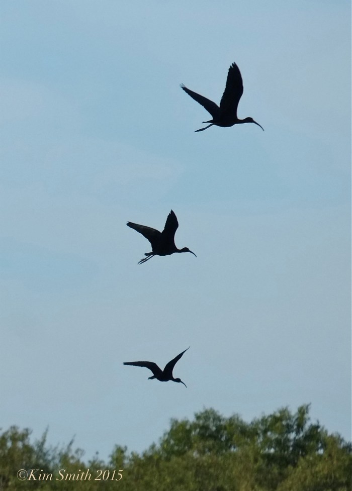 Glossy Ibis in flight Gloucester Massachusetts  ©Kim Smith 2015JPG