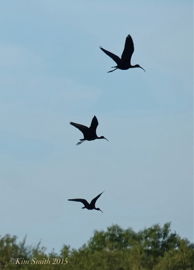 Glossy Ibis in flight Gloucester Massachusetts  ©Kim Smith 2015JPG