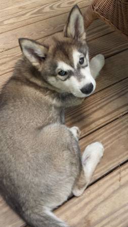 huskytrade_600x450