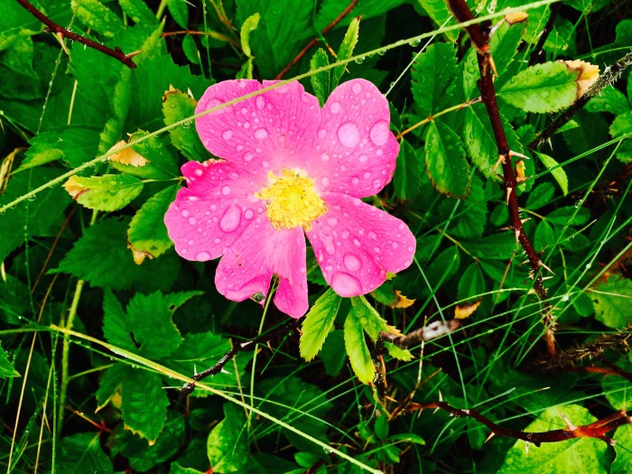 Rosa rugosa? Not sure.