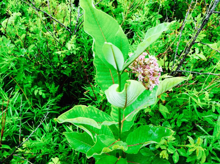 Where the Monarchs love to munch, milkweed.