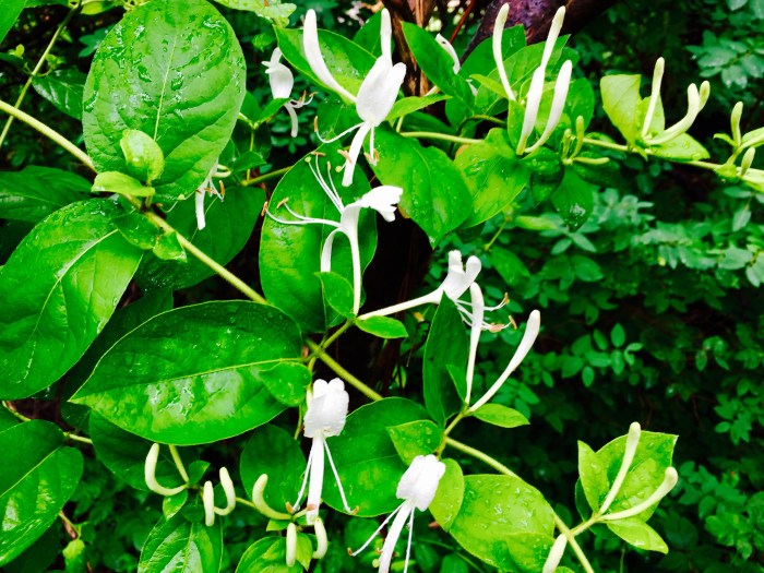 This could be honeysuckle. Saw a ton of honeysuckle hiking into Dogtown yesterday.