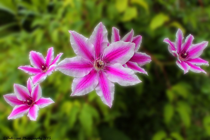 June 16, 2015 another pretty flower