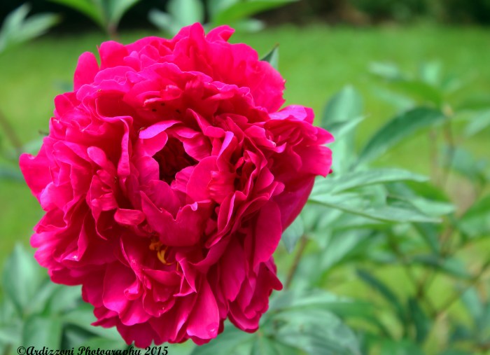 June 16, 2015 pink flowers on Shore Road