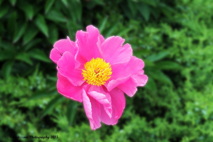 June 16, 2015 pink with yellow