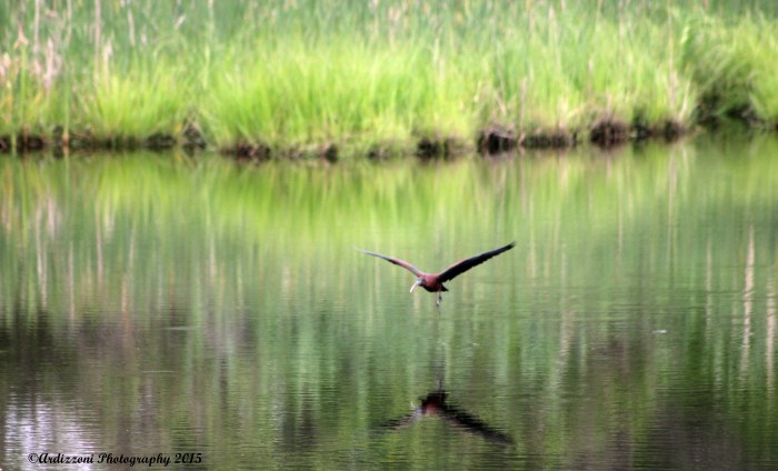 June 29, 2015 coming for a landing