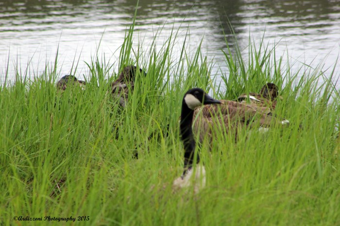 June 29, 2015 Mama protecting her young