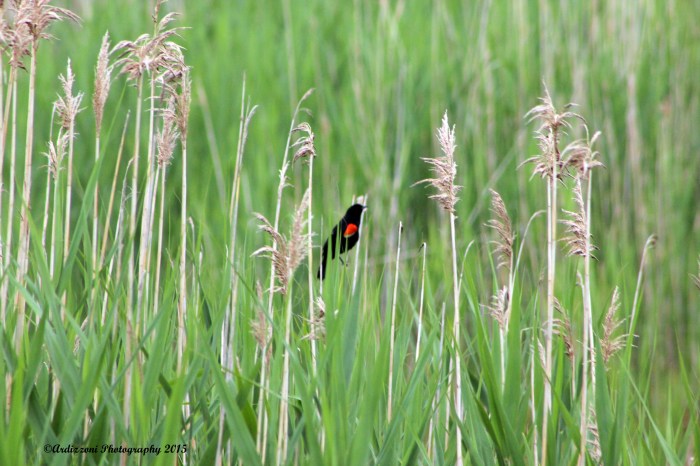 June 29, 2015 Red Winged Blackbird