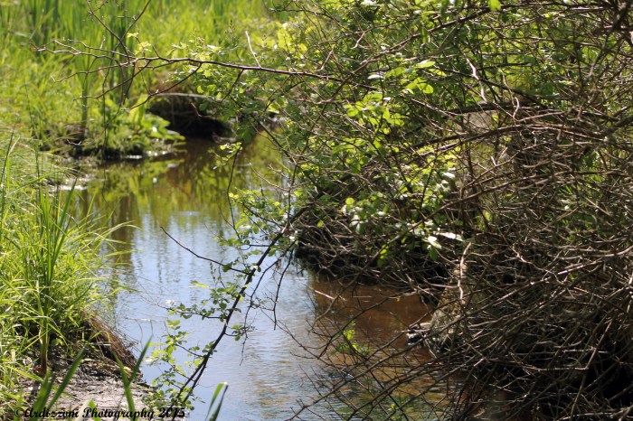 June 4, 2015 stream entering Clarke Pond from Magnolia Beach