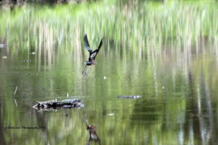 June 7, 2015 taking off