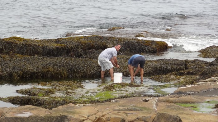 larry & jopey Backshore rizzi picking fiesta 2015 003